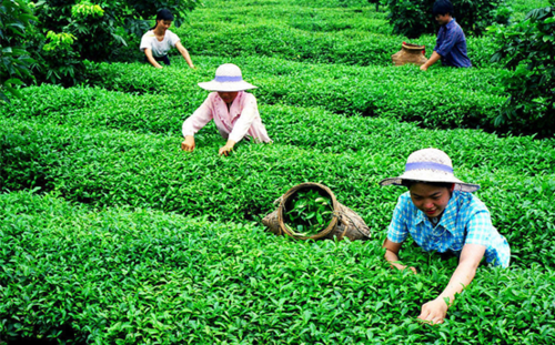 安溪以"互联网 农特产品"为新驱动 茶多网助推安溪电商蓬勃发展